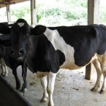 Producción de leche en Brasil sigue en aumento